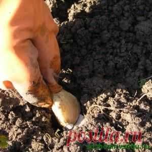 Когда лучше высаживать чеснок под зиму?

http://sazhaemvsadu.ru/luchshij-srok-dlya-chesnoka/#hcq=JEsjAqp