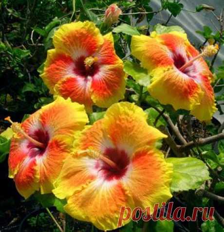 Hibiscus