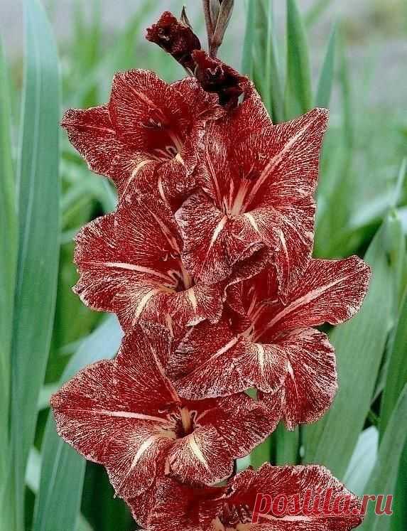 Gladiolus 'Himalaya'