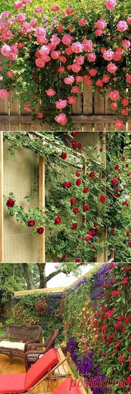 Красивые дачи : 35 фото заборов с цветами | ВСЁ ДЛЯ ДОМА