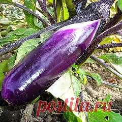 Выращивание и приготовление баклажанов — FloweryVale.ru