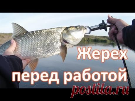 Жерех перед работой