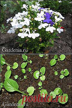 Рассада из мелких семян и «чёрная ножка».