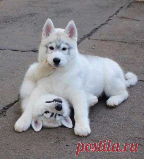 Белые хаски
