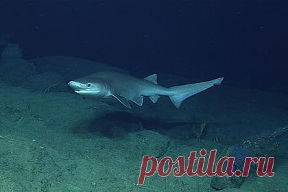 Подводный охотник отбился от огромной тупорылой акулы. Дайвер из Австралии охотился на баррамунди и встретил тупорылую акулу. Хищная рыба напала на мужчину и укусила его за ногу. Австралиец успел доплыть до скалы и позвать на помощь. Находившиеся в лодке друзья и родные мужчины подняли пострадавшего на борт и сделали перевязку, после чего доставили его в больницу.