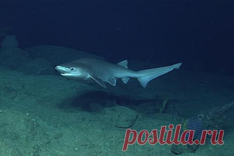 Подводный охотник отбился от огромной тупорылой акулы. Дайвер из Австралии охотился на баррамунди и встретил тупорылую акулу. Хищная рыба напала на мужчину и укусила его за ногу. Австралиец успел доплыть до скалы и позвать на помощь. Находившиеся в лодке друзья и родные мужчины подняли пострадавшего на борт и сделали перевязку, после чего доставили его в больницу.