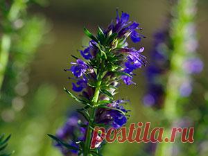 Растение иссоп – выращивание из семян, фото иссопа, посадка и уход за иссопом в открытом грунте, полезные свойства иссопа и противопоказания