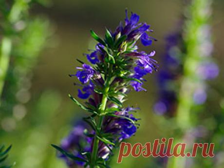 Растение иссоп – выращивание из семян, фото иссопа, посадка и уход за иссопом в открытом грунте, полезные свойства иссопа и противопоказания