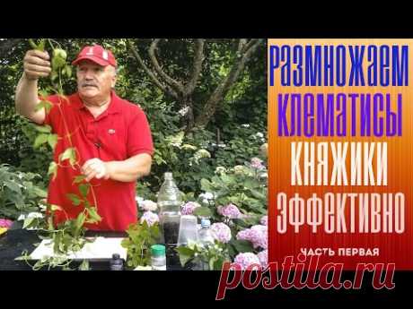 Размножаем клематис эффективно! Часть первая.