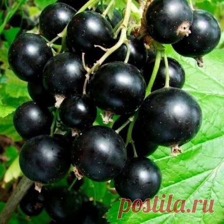 11 ЛЕЧЕБНЫХ СВОЙСТВ ЧЕРНОЙ СМОРОДИНЫ