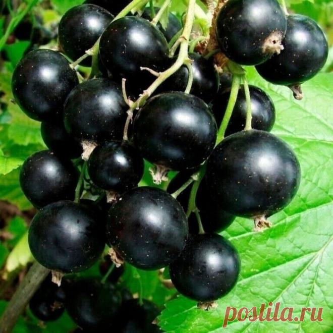 11 ЛЕЧЕБНЫХ СВОЙСТВ ЧЕРНОЙ СМОРОДИНЫ