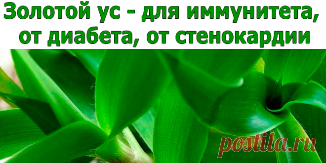 Золотой ус - для иммунитета, от диабета, от стенокардии | Полезные советы