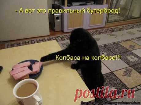 Свежая котоматрица