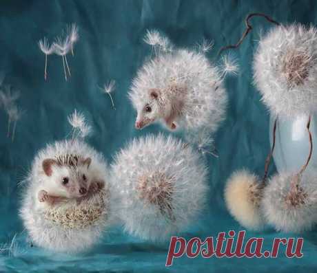 Ёжуванчики