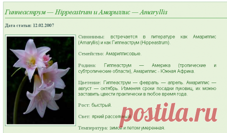 Гиппеаструм — Hippeastrum и Амариллис — Amaryllis описание и уход на FloralWorld.ru