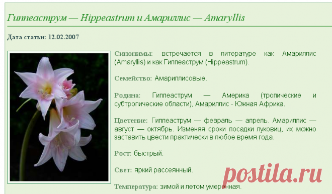Гиппеаструм — Hippeastrum и Амариллис — Amaryllis описание и уход на FloralWorld.ru