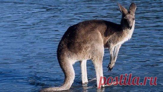 Если кенгуру чувствует опасность, то скачет к ближайшему водоёму и забирается в воду по грудь. Если преследователь вздумает приблизиться, то животное хватает его своими маленькими передними лапками и топит – примерно так, как это обычно происходит в фильмах про мафию.