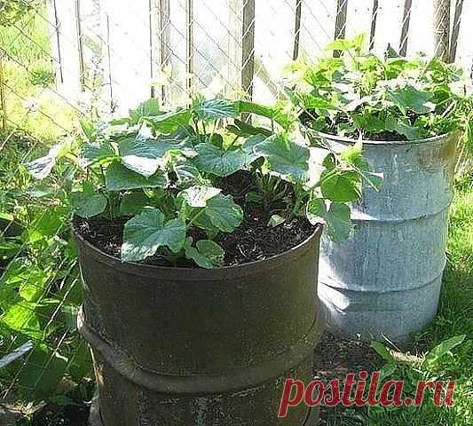 Одноклассники