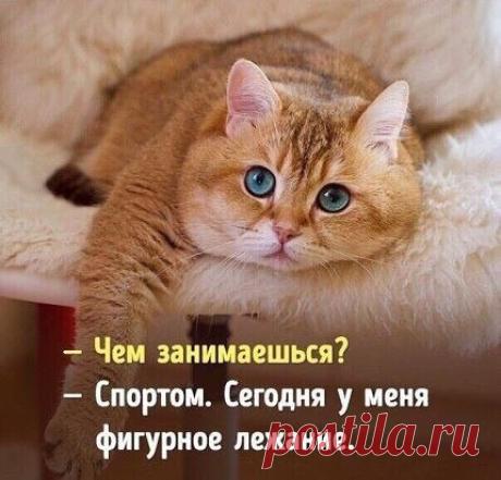 Котэ