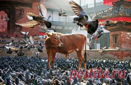 Далеко, далеко на лугу пасутся ко...