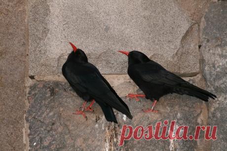 птичий рай аггельский национальный парк: 15 тыс изображений найдено в Яндекс.Картинках