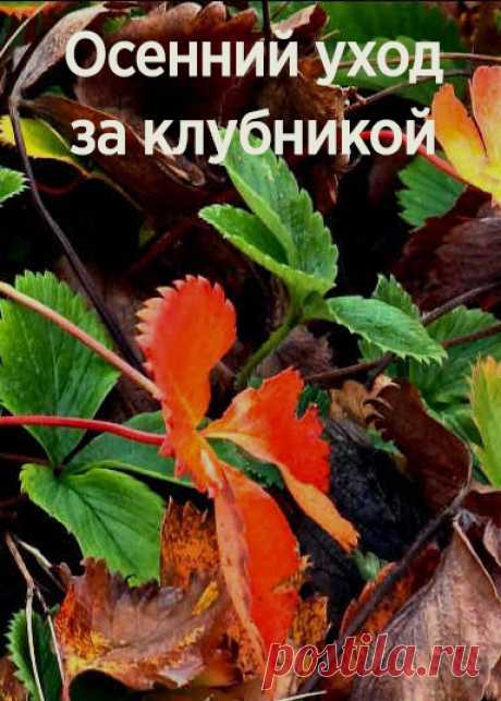Осенний уход за клубникой