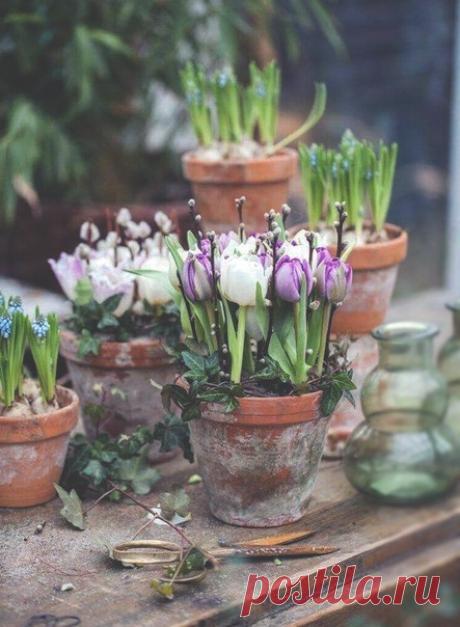 Разбудите весну, разбудите!
Почему она долго так спит?
В гости к нам вы её попросите,
Пусть она поскорей поспешит.

Отдохнула зимою природа,
Ей давно уж работать пора.
Пусть весеннею станет погода,
И чирикают птицы с утра.

Пусть растает весь снег утром ранним,
Обнажится, задышит земля.
Голубым станет небо, бескрайним,
Да проснутся луга и поля.

Как прекрасно в природе то время,
Когда солнышко светит с утра.
Уж сухое проклюнулось семя,
И сажать его в землю пора.

Разбудите...