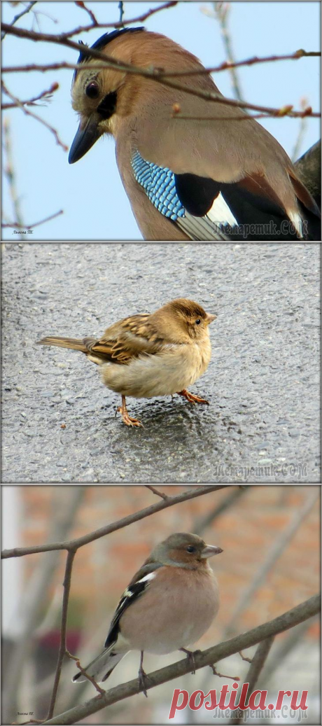 Птички. Привет с Кавказа...)