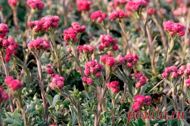 Лекарственное растение Кошачья лапка двудомная (Antennaria dioica). Многолетнее растение высотой 5-10 см с отпрысками и неразветвленным восходящим или прямостоячим стеблем. Прикорневые листья лопат-чатые или обратно-яйцевидные, образуют розетку. Стеблевые листья линейно-ланцетные, спереди заостренные, прижаты к стеблю; все листья с верхней стороны опушены или голые, с нижней стороны - с белым волосистым опушением; выражена одна жилка.