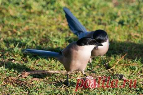 Животные, которые удивили нас в 2020 году (часть 6-я) | Batrachospermum Magazine | Яндекс Дзен