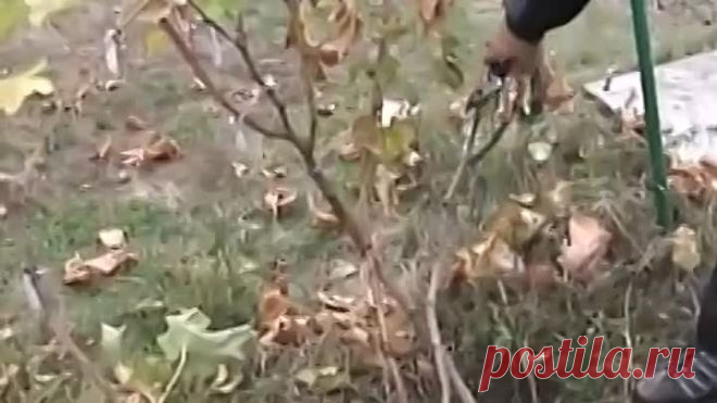 Виноград на арку