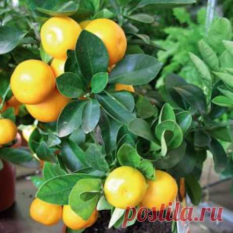 Когда прививать мандарин?
https://indoor.usadbaonline.ru/