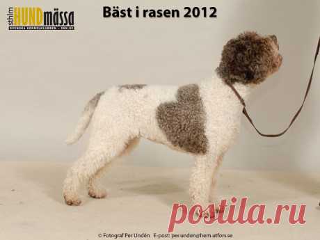 LAGOTTO ROMAGNOLO Domare: REYNIERS RITA, BELGIEN  NORD JV-11 SE UCH BLIXTRA ALBERTA Ägare: BJÖRKMAN LOVISA, FLEN Uppfödare: MAGNUSSON JEANETTE, FLEN
