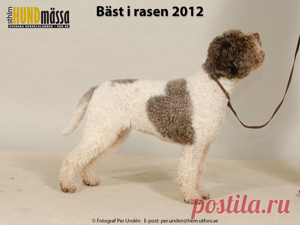 LAGOTTO ROMAGNOLO Domare: REYNIERS RITA, BELGIEN  NORD JV-11 SE UCH BLIXTRA ALBERTA Ägare: BJÖRKMAN LOVISA, FLEN Uppfödare: MAGNUSSON JEANETTE, FLEN
