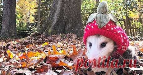 Опоссумы вместо кошек и собак(23 фото) . Тут забавно !!!