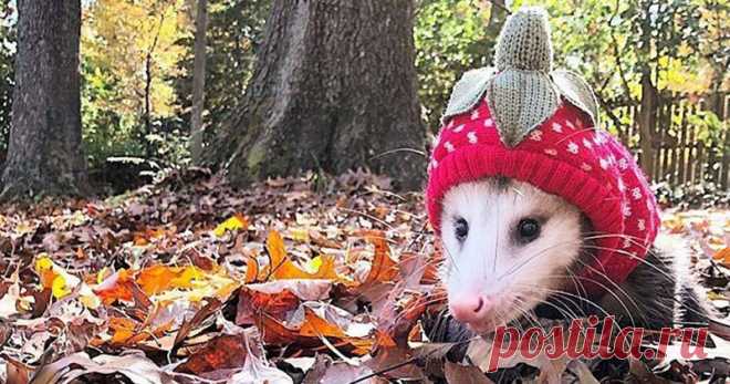 Опоссумы вместо кошек и собак(23 фото) . Тут забавно !!!