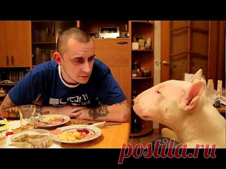 ▶ Бультерьер говорит Мама!))))))) - YouTube