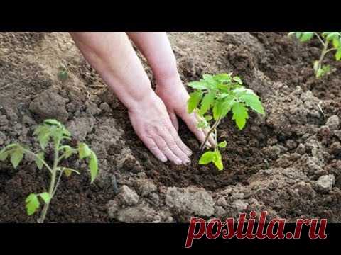 Что я кладу в лунку при посадке томатов. Использую уже три года - YouTube