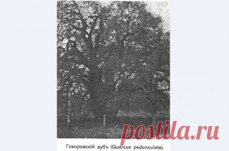 Самое старое дерево Крыма срубили в 1922 году в селе Биюк-Сюрень (Танковое) Бахчисарайского района. Это был дуб черешчатый, возраст которого насчитывал около 1500 лет. Знаменитый садовод Лев Симиренко считал его старейшим деревом не только Крыма, но и всей Европы. Дуб рос в фруктовом саду в пойме реки Бельбек, около моста, в имении Говорова (поэтому дерево часто называли “Говоровский дуб”), и по последним измерениям, проводившимся по заданию Л. П. Симеренко в 1910 году, ок...