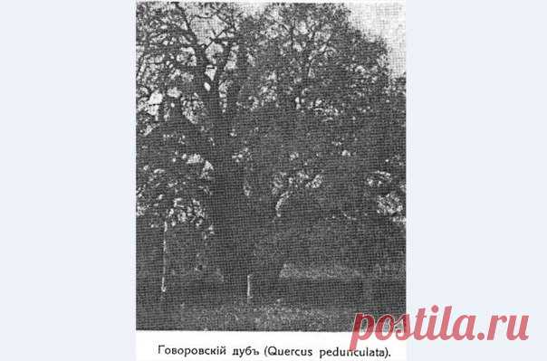 Самое старое дерево Крыма срубили в 1922 году в селе Биюк-Сюрень (Танковое) Бахчисарайского района. Это был дуб черешчатый, возраст которого насчитывал около 1500 лет. Знаменитый садовод Лев Симиренко считал его старейшим деревом не только Крыма, но и всей Европы. Дуб рос в фруктовом саду в пойме реки Бельбек, около моста, в имении Говорова (поэтому дерево часто называли “Говоровский дуб”), и по последним измерениям, проводившимся по заданию Л. П. Симеренко в 1910 году, ок...