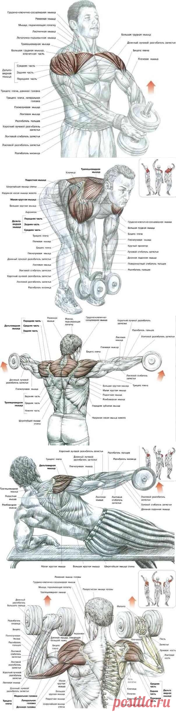 Одноклассники
