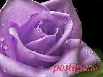 EVERY KIND OF FLOWERS – Сообщество – Google+