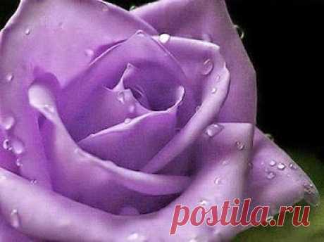 EVERY KIND OF FLOWERS – Сообщество – Google+