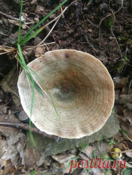 Гриб рыжик еловый.Виртсбор 24.02.22. | Грибы ОГО! | Яндекс Дзен
