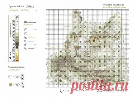 "Британский кот" АЛИСА