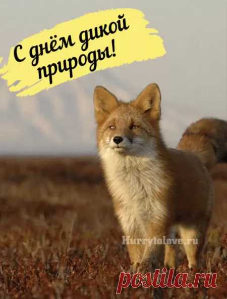 С Всемирным днем дикой природы
Я нынче тебя поздравляю.
Живется пусть вольно, свободно
Всем тем, кто ее составляет.
