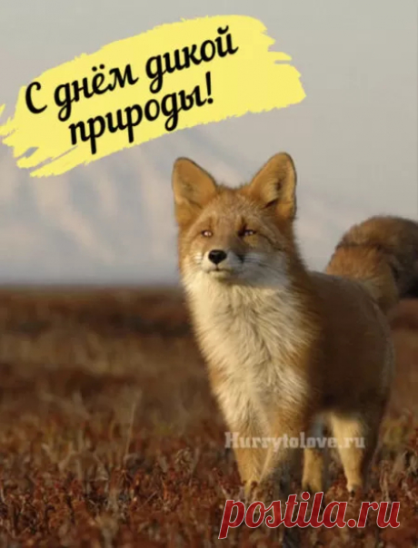 С Всемирным днем дикой природы
Я нынче тебя поздравляю.
Живется пусть вольно, свободно
Всем тем, кто ее составляет.