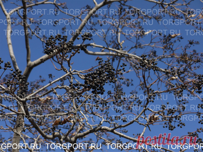 лечение диабета народными средствами