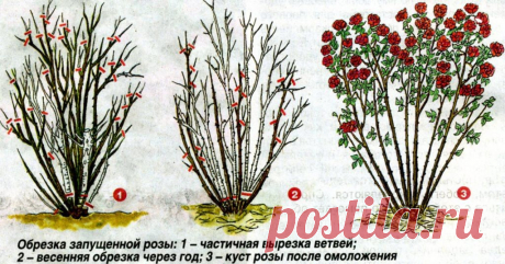 Правильная обрезка роз Я все свои розы обрезаю весной. Когда видно, какие ветки сохранились, какие нет. Потому как когда обрезала осенью, весной приходилось обрезку повторять.
Красота и здоровье розария зависит от грамотных…