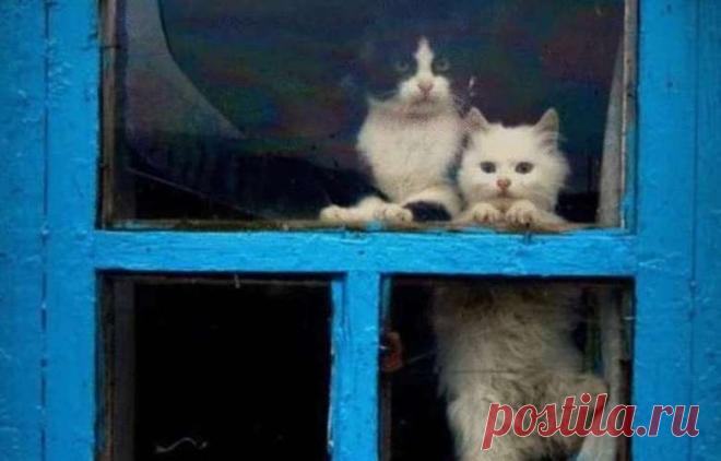 Они точно умеют ждать: Пушистые 